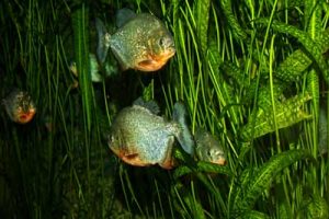 Alasan Piranha Berkelompok