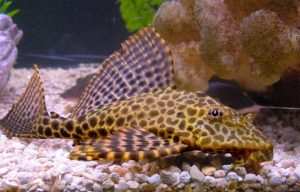 Bahaya Ikan Sapu-Sapu