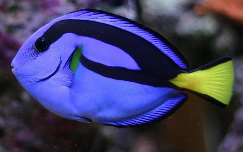 10 Ikan Tercantik di Dunia