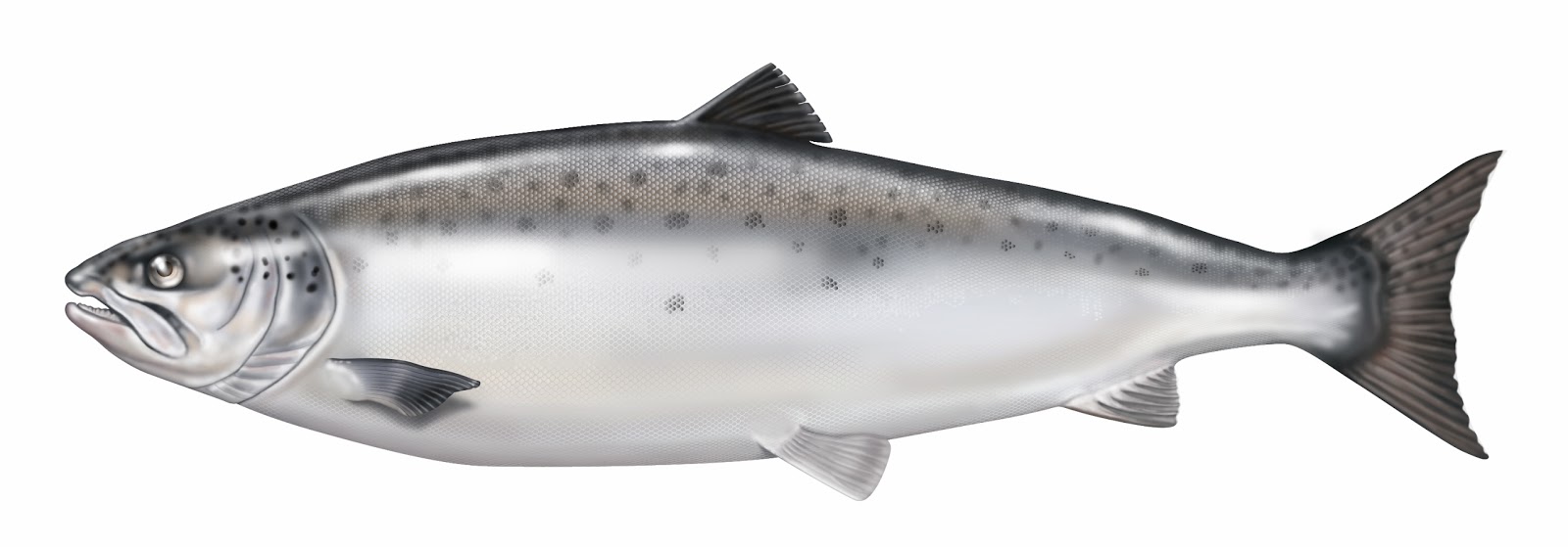 Siklus Hidup Ikan Salmon