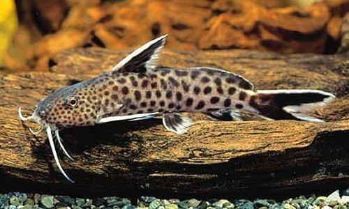 Synodontis Ikan Unik Hidupnya Berenang Terbalik
