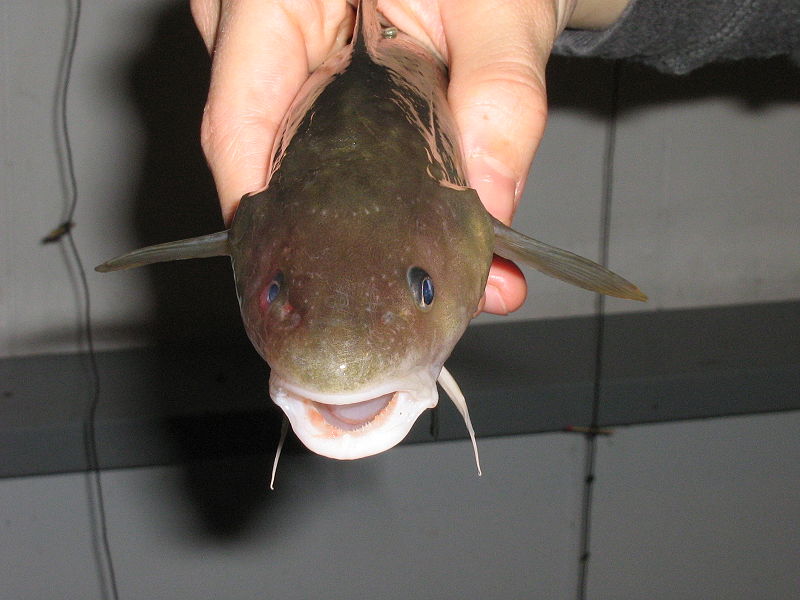 Tomcod Ikan yang Bisa Hidup di Limbah Beracun