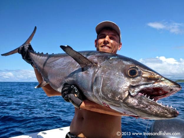 Mengenal Karakter Ikan Dogtooth Tuna