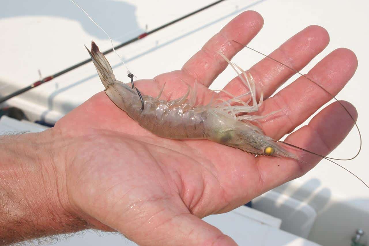 Cara memasang umpan ikan hidup