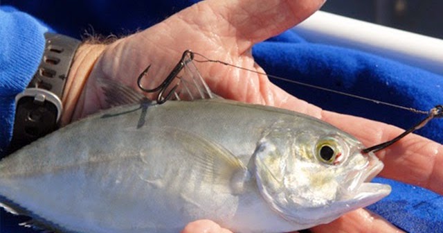 Penyebab Ditolaknya Pemecahan Rekor Mancing