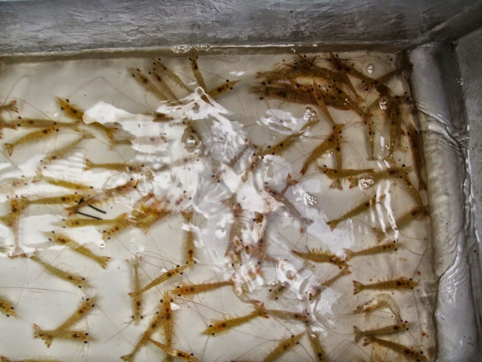 Cara Agar Umpan Udang Hidup Bertahan Lama Fishing Gear Solution