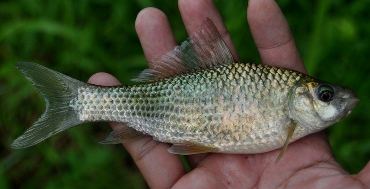 Kiat Mancing Ikan Melem