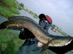 Waktu Yang Pas Untuk Casting Gabus